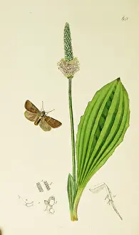 Treble: Curtis British Entomology Plate 651