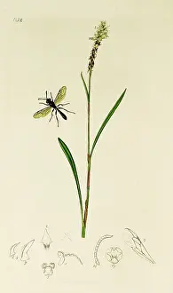 Plantain: Curtis British Entomology Plate 652