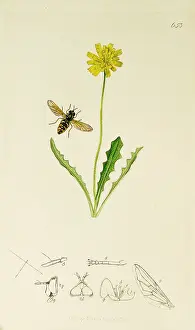 Polygonum: Curtis British Entomology Plate 653