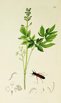 Coleoptera: Curtis British Entomology Plate 654