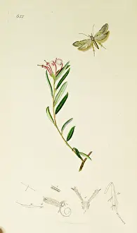 Rosemary: Curtis British Entomology Plate 655