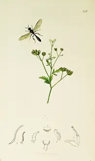 Spreading: Curtis British Entomology Plate 656