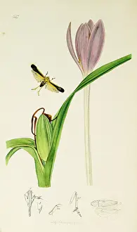 Hemiptera: Curtis British Entomology Plate 657