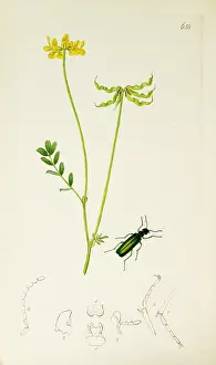 Horseshoe: Curtis British Entomology Plate 658