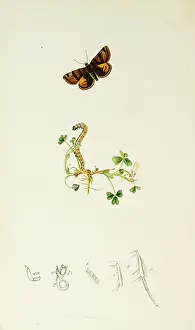 Burnet: Curtis British Entomology Plate 659