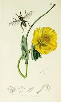 Flavum: Curtis British Entomology Plate 66