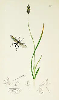 Diptera: Curtis British Entomology Plate 661