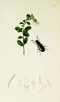 Vitis: Curtis British Entomology Plate 662