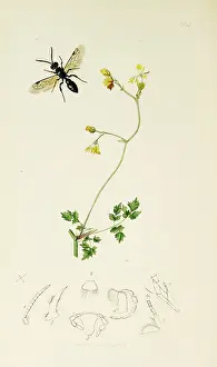 Minus: Curtis British Entomology Plate 664