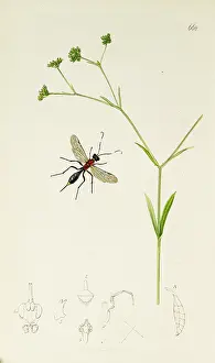 Hymenoptera: Curtis British Entomology Plate 668