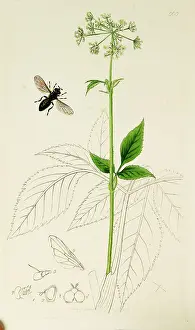 Diptera: Curtis British Entomology Plate 669
