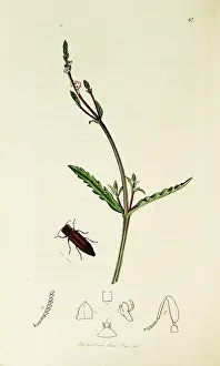 Officinalis: Curtis British Entomology Plate 67
