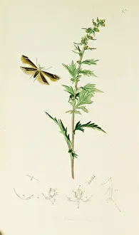 Artemisia: Curtis British Entomology Plate 671
