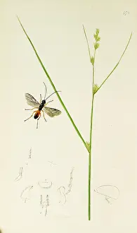 Hymenoptera: Curtis British Entomology Plate 672