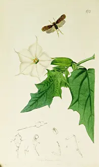 Thorn: Curtis British Entomology Plate 673