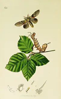 Lobster: Curtis British Entomology Plate 674
