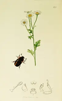 Colon: Curtis British Entomology Plate 675
