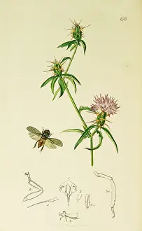 Thistle: Curtis British Entomology Plate 676