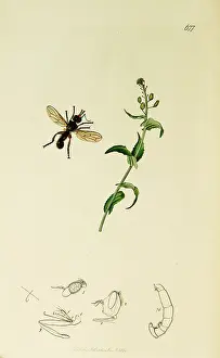 Lepidium: Curtis British Entomology Plate 677