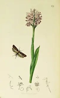 Simia: Curtis British Entomology Plate 679