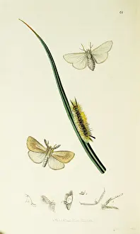 Burr: Curtis British Entomology Plate 68