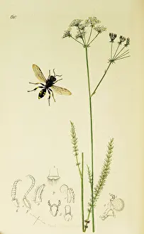 Hymenoptera: Curtis British Entomology Plate 680