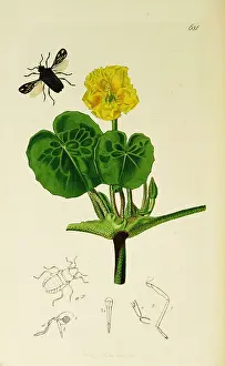 Hemiptera: Curtis British Entomology Plate 681
