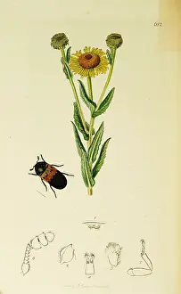 Dermestes: Curtis British Entomology Plate 682