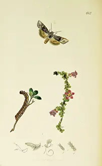 Saxifraga: Curtis British Entomology Plate 683