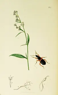 Hemiptera: Curtis British Entomology Plate 684