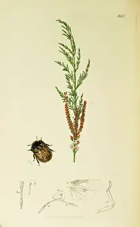 Hemiptera: Curtis British Entomology Plate 685