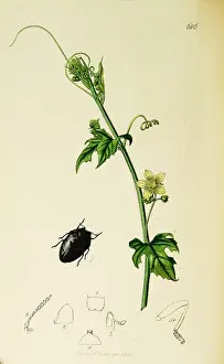 Dioica: Curtis British Entomology Plate 686
