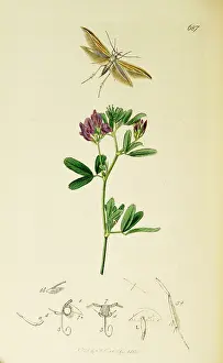 Lucerne: Curtis British Entomology Plate 687
