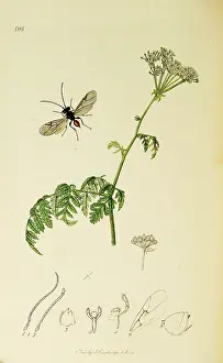 Maculatum: Curtis British Entomology Plate 688
