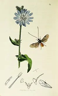Smokey: Curtis British Entomology Plate 69