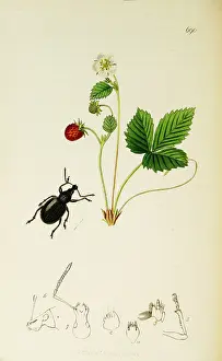 Maurus: Curtis British Entomology Plate 690