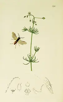 Hymenoptera: Curtis British Entomology Plate 692