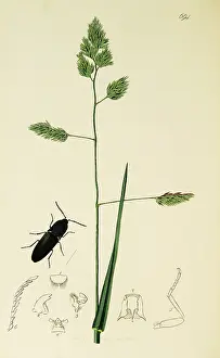 Cocks: Curtis British Entomology Plate 694