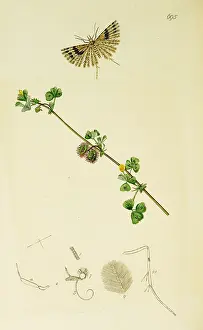 Twenty Four: Curtis British Entomology Plate 695