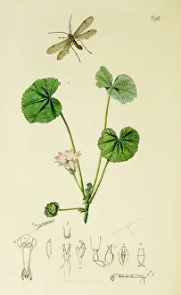 Rotundifolia: Curtis British Entomology Plate 696