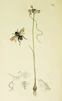 Speciosa: Curtis British Entomology Plate 697