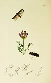 Astragalus: Curtis British Entomology Plate 698