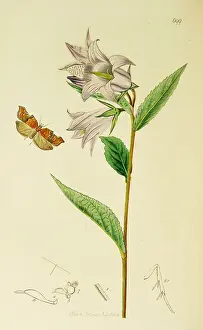 Ledipotera: Curtis British Entomology Plate 699