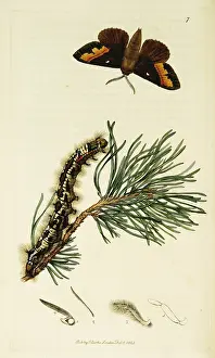 Pinus: Curtis British Entomology Plate 7