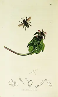 Mutabilis: Curtis British Entomology Plate 70