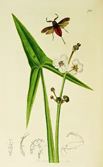 Scorpion: Curtis British Entomology Plate 700