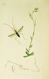 Hemiptera: Curtis British Entomology Plate 701