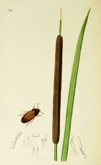 Bulrush: Curtis British Entomology Plate 702