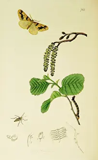 Mottled: Curtis British Entomology Plate 703