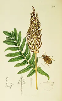Hemiptera: Curtis British Entomology Plate 704